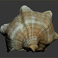 conch bone snail snail field snail shellfish marine animal fish freshwater fish marine fish animal 3d model