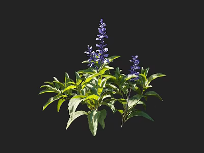 Vibrant Purple Flowers With Lush Green Leaves In Natural Garden Setting 3d model