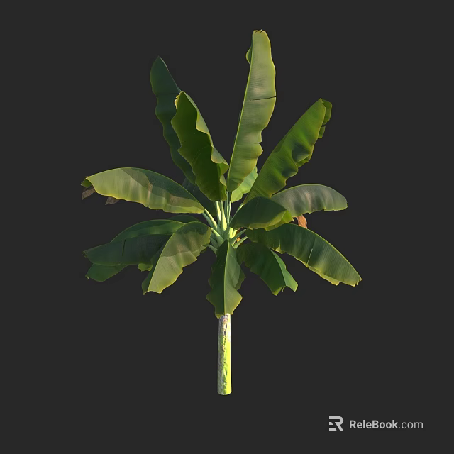 Banana Tree With Large Green Leaves And Tall Slender Trunk In Garden 3d model 