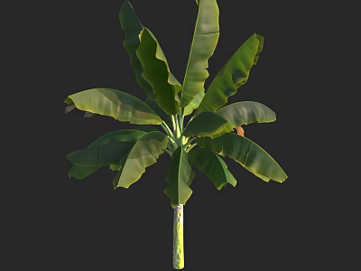 Banana Tree With Large Green Leaves And Tall Slender Trunk In Garden 3d model