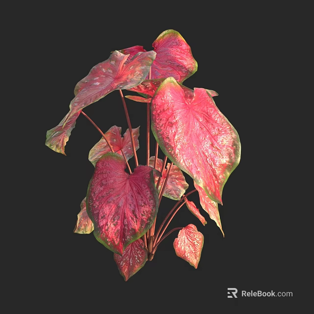 Beautiful Heart Shaped Red And Pink Foliage Plant With Green Edges 3d model 