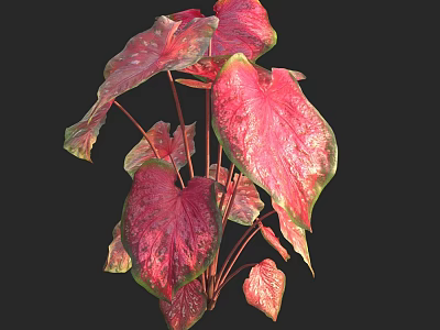 Beautiful Heart Shaped Red And Pink Foliage Plant With Green Edges 3d model