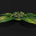 Green Water Lily Plant With Large Leaves And Central Flower Structure