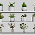 White Shelves Display Various Vases With Green Plants And Dried Flowers