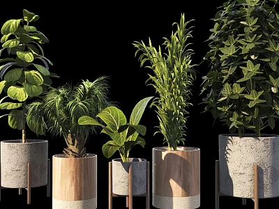 Decorative Bonsai Potted Plants With Various Greenery In Wooden And Cement Pots 3d model