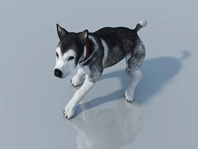 Gray Background Reptile Lizard With Red Collar And Reflection Standing Still 3d model