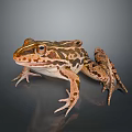Brown And White Striped Frog With Visible Eyes Sitting On Gray Smooth Surface