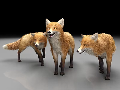Three Realistic Red Foxes In Different Standing Poses On Gray Surface 3d model