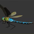 Colorful Dragonfly With Green Blue Body And Transparent Wings On Dark Background With Reflection