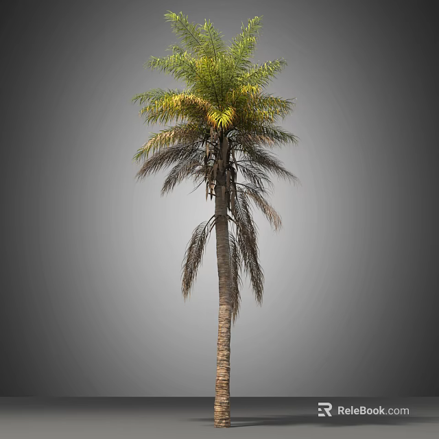 Tall Palm Tree With Green Fronds And Brown Trunk Isolated On Gray Background 3d model 