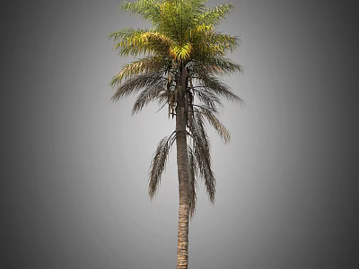 Tall Palm Tree With Green Fronds And Brown Trunk Isolated On Gray Background 3d model