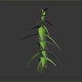 Green Plant With Slender Stem And Multiple Leaves On Gray Background