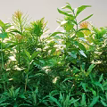Vibrant Sunlit Shrubs With Lush Green Leaves And Diverse Foliage Types