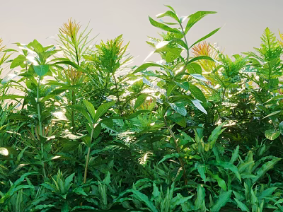 Vibrant Sunlit Shrubs With Lush Green Leaves And Diverse Foliage Types 3d model