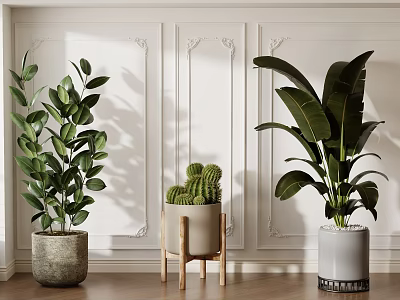 Indoor Potted Plants With Various Green Foliage And Decorative Planters Against White Paneled Walls 3d model