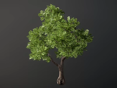 Lush Green Arbor With Thick Trunk And Visible Roots In Dark Background 3d model