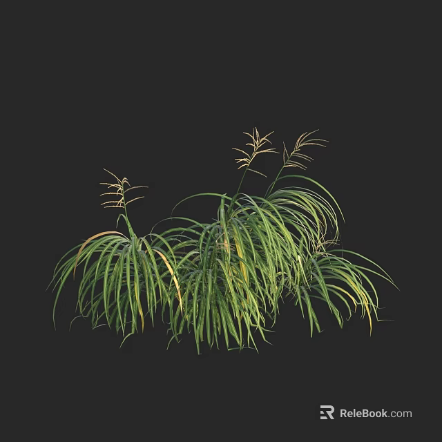 Green Grass-like Plant with Slender Long Leaves and Top Flower Spikes on Black Background 3d model 