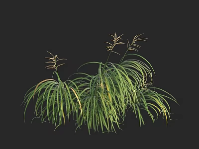 Green Grass-like Plant with Slender Long Leaves and Top Flower Spikes on Black Background 3d model