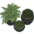Modern Bonsai Potted Plants in Black Textured Ceramic Pots with Green Foliage