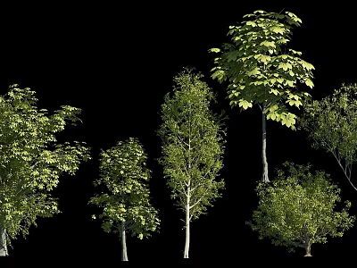 Various Arbor Tree Varieties With Green Foliage And Different Canopy Shapes 3d model