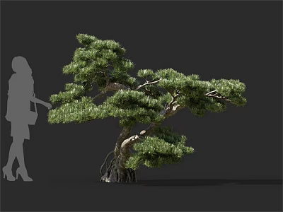Tall Pine Tree With Curved Branches Pine Needles And Root System With Person Silhouette 3d model