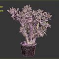Succulent Plant with Branched Stems and Green Leaves in Brown Pot against Gray Background