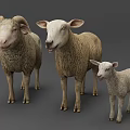 Three Sheep Family Group With Ram Ewe And Lamb On Gray Background