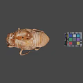 Closeup View Of Cicada Exuvia And Colorful Rubik's Cube On Gray Background
