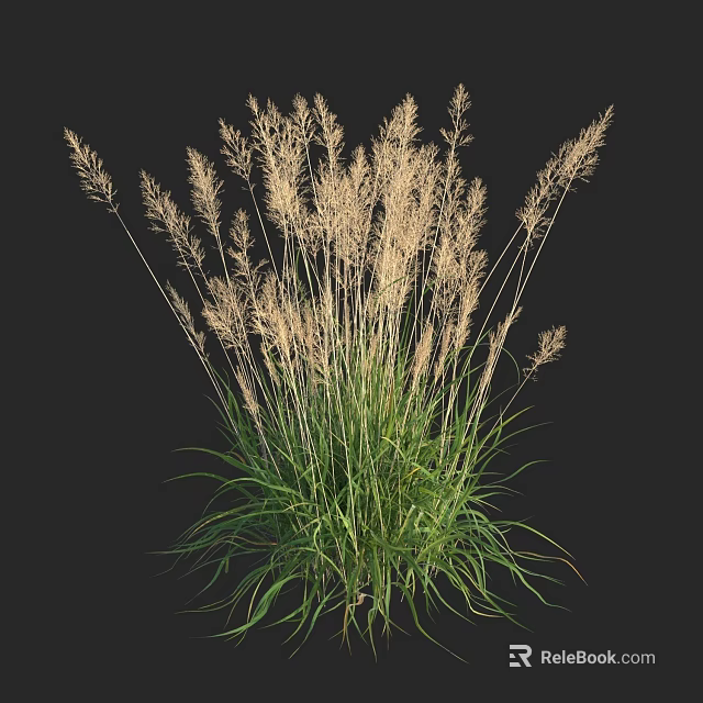 Tall Ornamental Grass With Light Plumes And Green Leaves On Black Background 3d model 