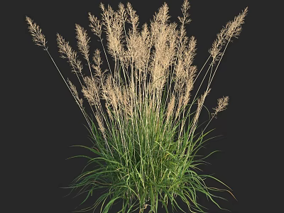 Tall Ornamental Grass With Light Plumes And Green Leaves On Black Background 3d model