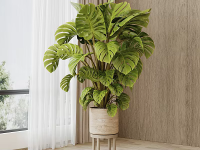 Large Monstera Potted Plant in Light Colored Pot on Small Stool with Window and Wooden Wall 3d model