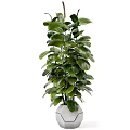 Lush Green Potted Plant With Vibrant Leaves In Ceramic Pot For Indoor Decor