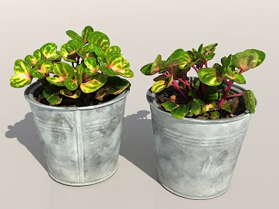 Two Potted Plants With Green Yellow Pink Leaves In Metal Buckets 3d model