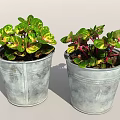 Two Potted Plants With Green Yellow Pink Leaves In Metal Buckets