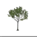 Tall Arbor With Green Leaves And Straight Trunk Isolated On White Background