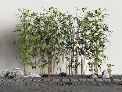 Lush Tall Bamboo Plants Against White Wall With Stone Lantern And Paved Ground 3d model