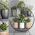 Various Green Potted Plants On Circular Metal Shelf With Gray Wooden And White Pots