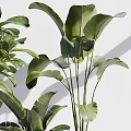 Lush Home Garden With Lush Green Leafy Plants In Various Decorative Ceramic Pots