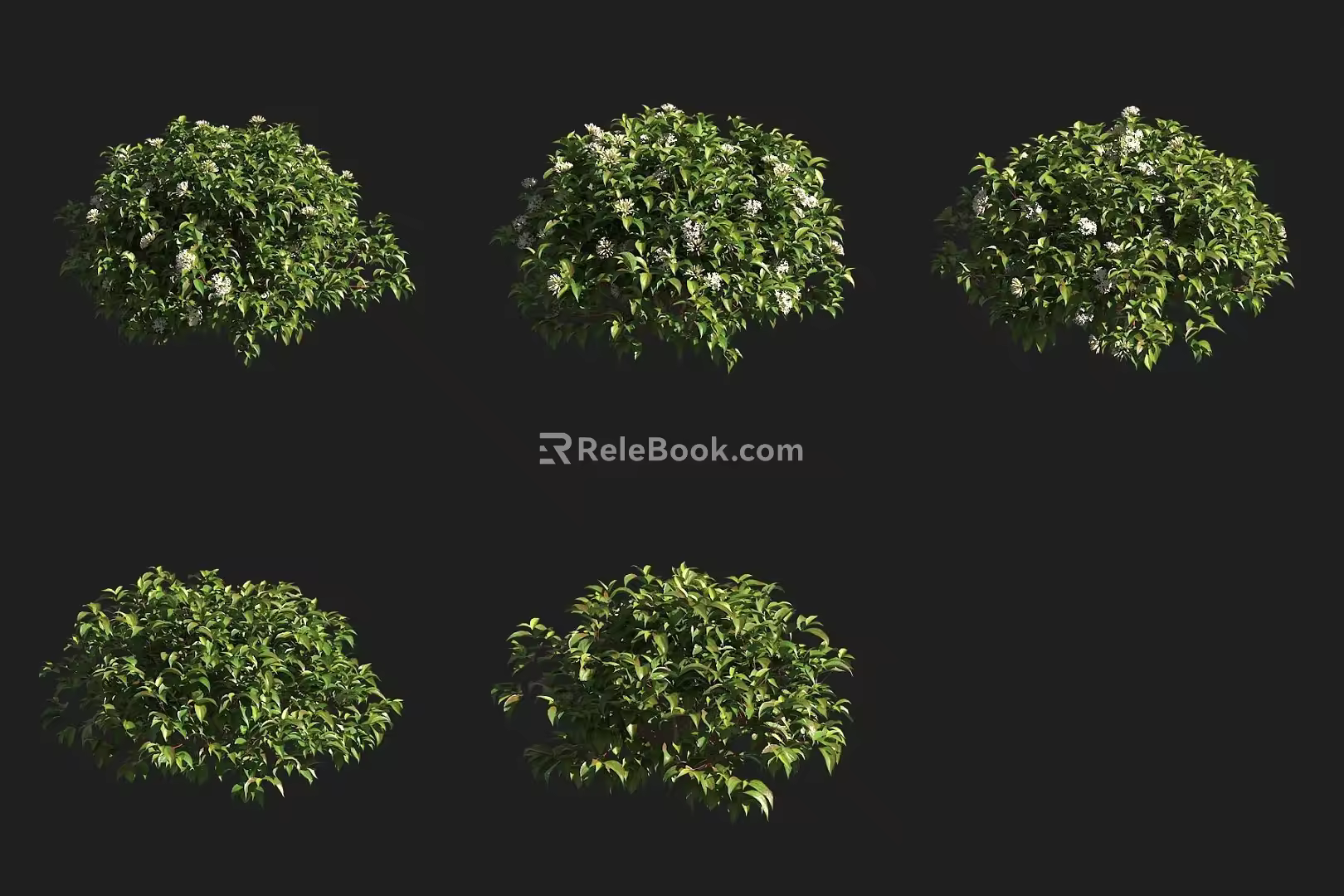 Red fruit honeysuckle shrub 3d model