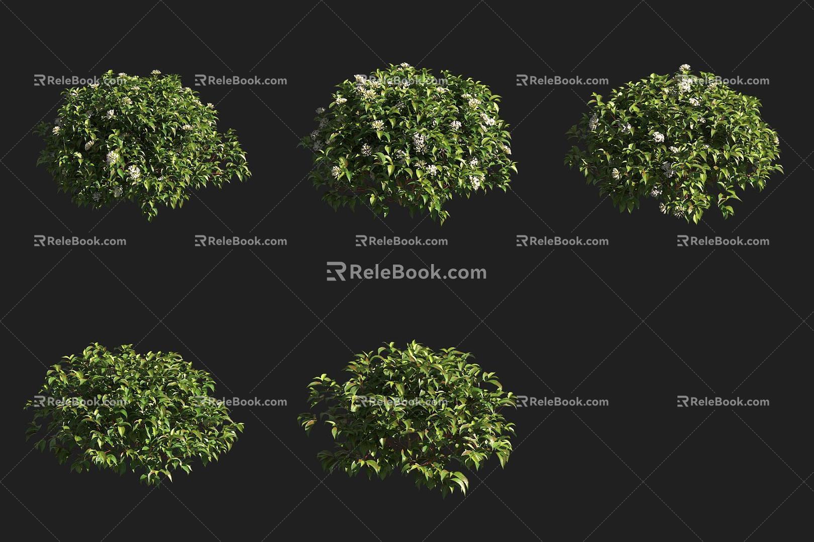 Red fruit honeysuckle shrub 3d model