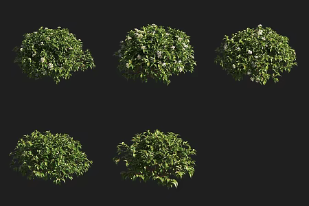 Red fruit honeysuckle shrub 3d model