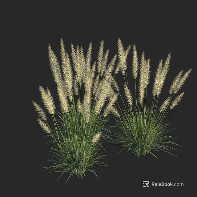 Ornamental Grass with White Feathery Plumes and Green Stems Two Clusters Growing Against Dark Background 3d model 
