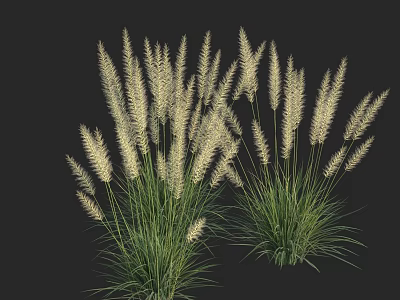 Ornamental Grass with White Feathery Plumes and Green Stems Two Clusters Growing Against Dark Background 3d model