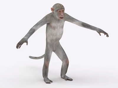 Realistic 3D Monkey Model In Standing Position With Outstretched Arms 3d model