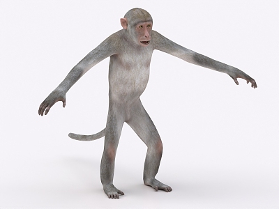 monkey ape animal 3d model