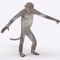 monkey ape animal 3d model