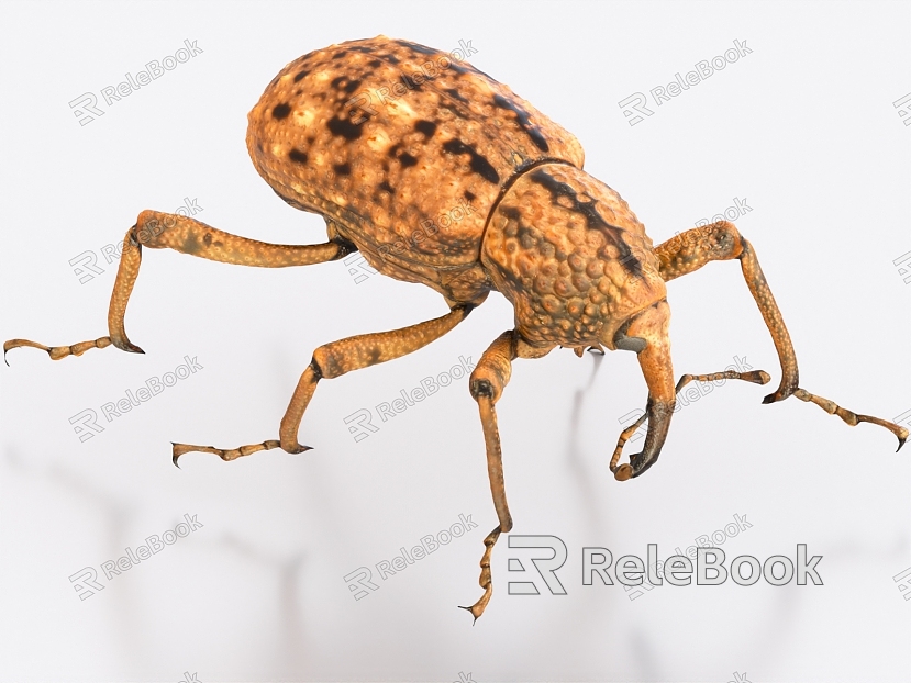 large-grain ink beetle insect weevils model