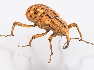 Brown Spotted Flying Beetle With Long Legs Rostrum Mouthpart And Hard Exoskeleton On White Background 3d model