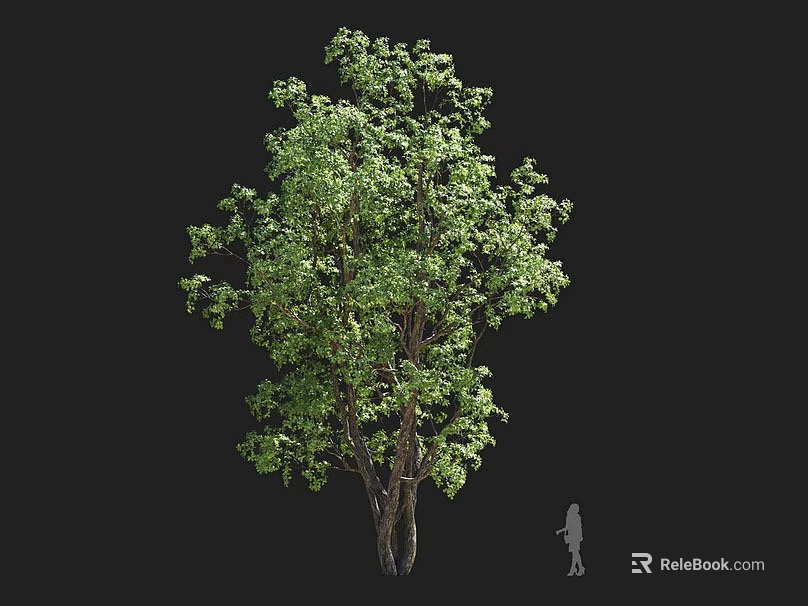 Tall Tree With Lush Green Foliage And Trunk Next To Silhouette Figure 3d model 