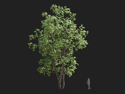 Tall Tree With Lush Green Foliage And Trunk Next To Silhouette Figure 3d model